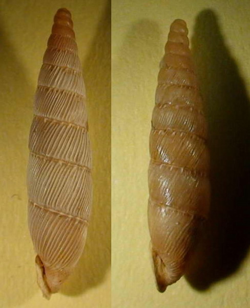 Papillifera transitans (Paulucci,1878)